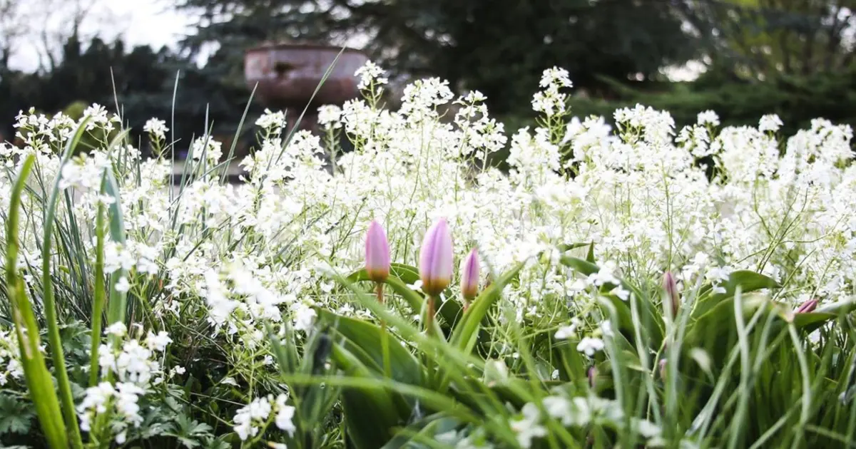 Fte des Plantes Schoppenwihr 2027 - Printemps : dates, horaires et tarif