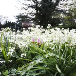 Fête des Plantes de Schoppenwihr 2027 - Edition de Printemps