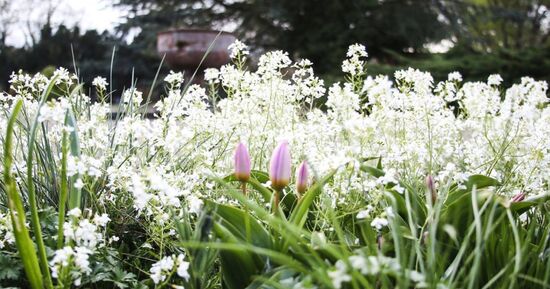 F&ecirc;te des Plantes de Schoppenwihr