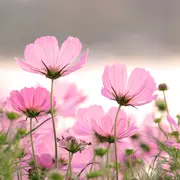 Fête des plantes et de la biodiversité à Clédat