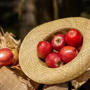 Fête des pommes et du cochon au Châtelet