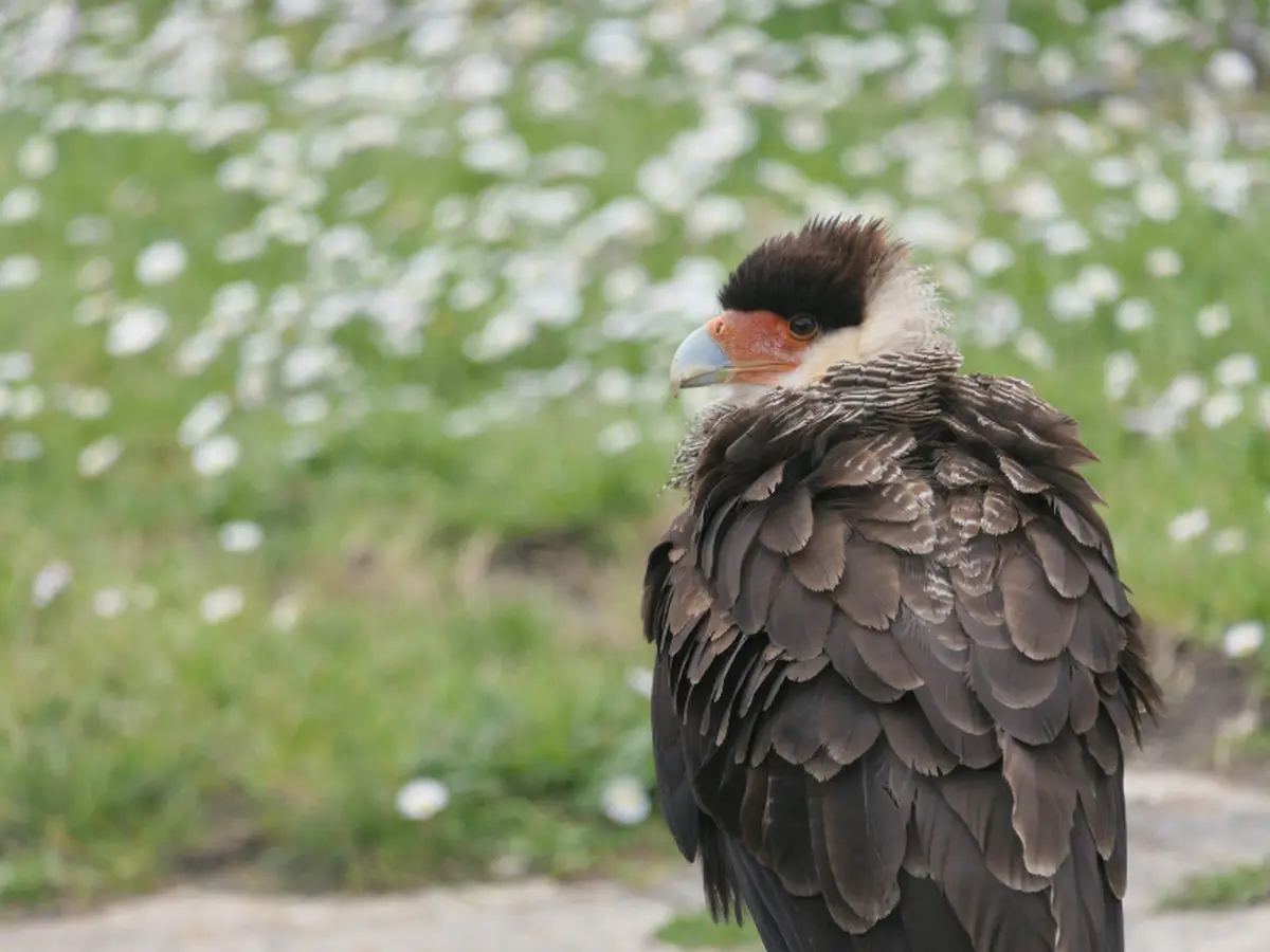 Fête des rapaces et Spectacle de fauconnerie à Terres d'Oiseaux