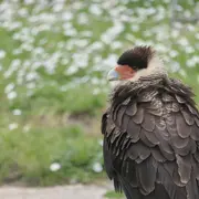 Fête des rapaces et Spectacle de fauconnerie à Terres d'Oiseaux