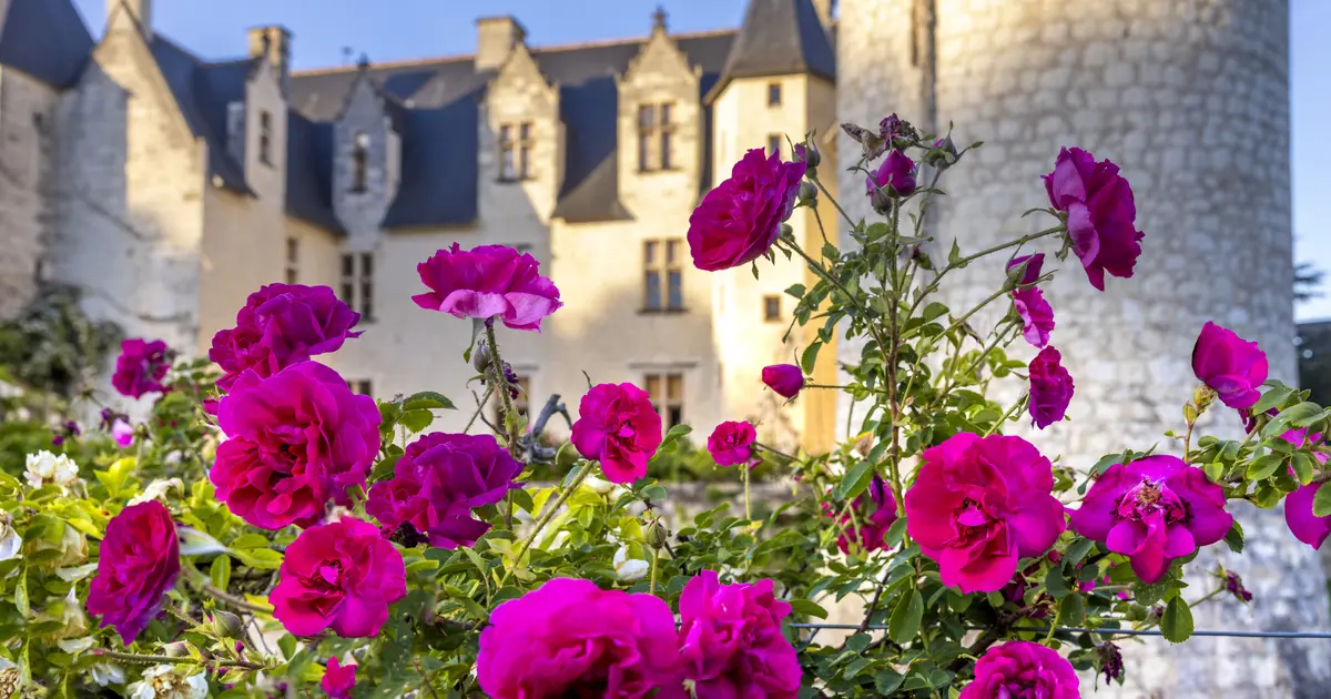 Fête des Roses