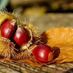 Fête des saveurs d'automne