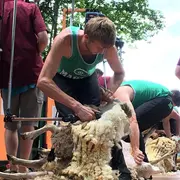 Fête des tondailles de Martel