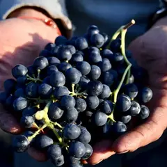 Fête des Vendanges