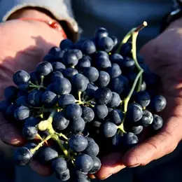 Fête des Vendanges