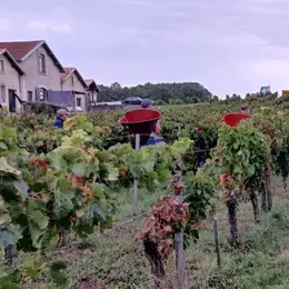Fête des vendanges au vignoble Au pas du Cheval