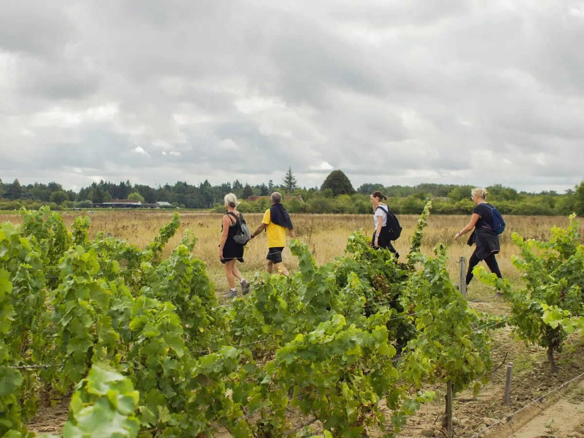 Fête des vendanges des AOC Cheverny et Cour Cheverny