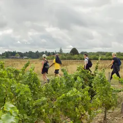 Fête des vendanges des AOC Cheverny et Cour Cheverny