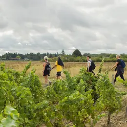 Fête des vendanges des AOC Cheverny et Cour Cheverny