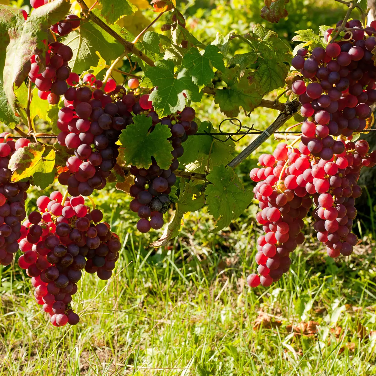 Fête des Vignerons à Eguisheim