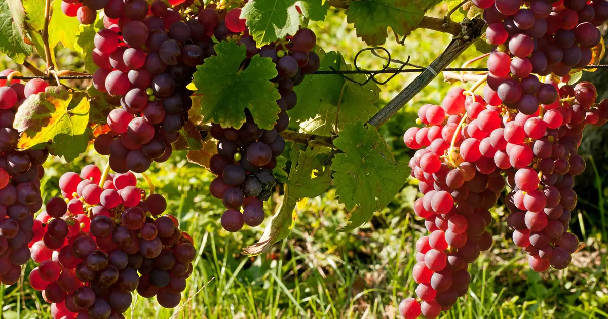 FĂȘte des Vignerons Ă Eguisheim