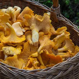 Fête du champignon