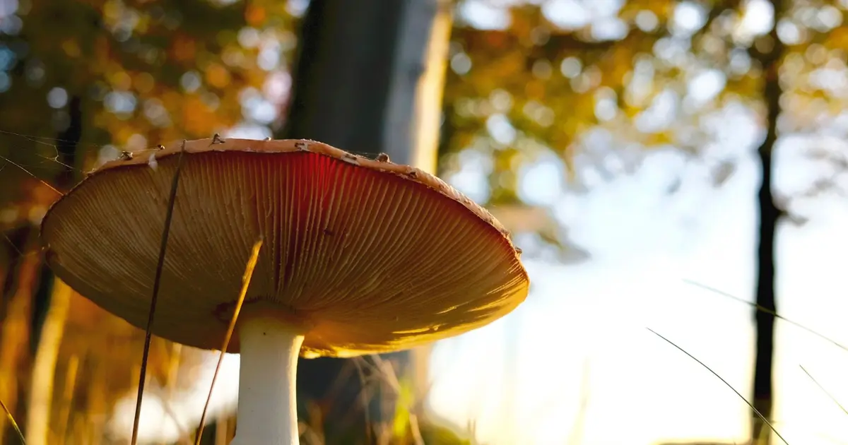 Fête du Champignon à Eguisheim