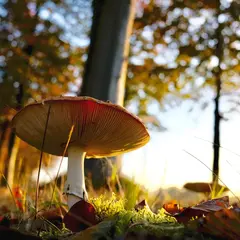 Fête du Champignon à Eguisheim en 2026