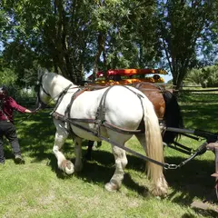 Fête du cheval de trait