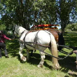 Fête du cheval de trait