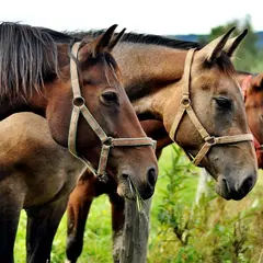 Fête du cheval et vide-grenier