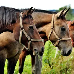 Fête du cheval et vide-grenier