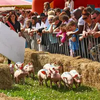 Les cochons, on les fait courir à Ungersheim ! DR
