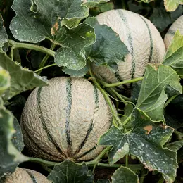Fête Du Melon
