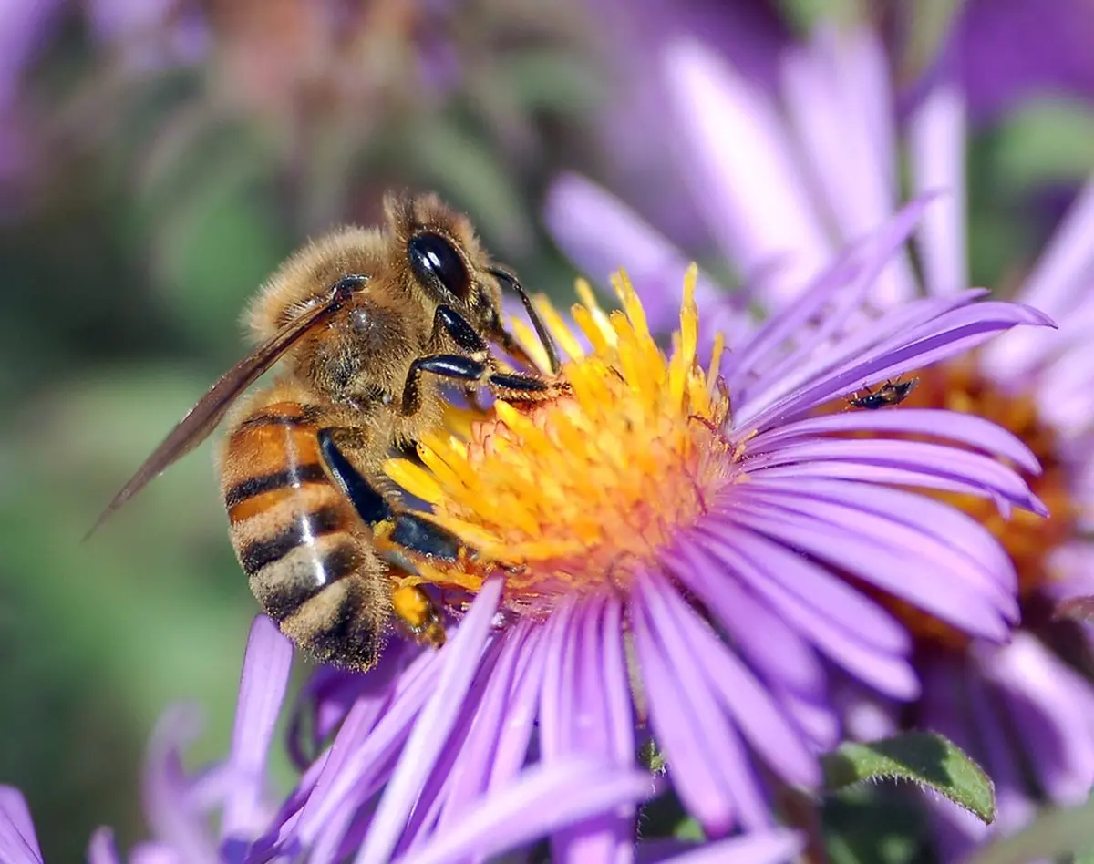 Fête du miel, de l'abeille et de la biodiversité