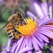 Fête du miel, de l'abeille et de la biodiversité