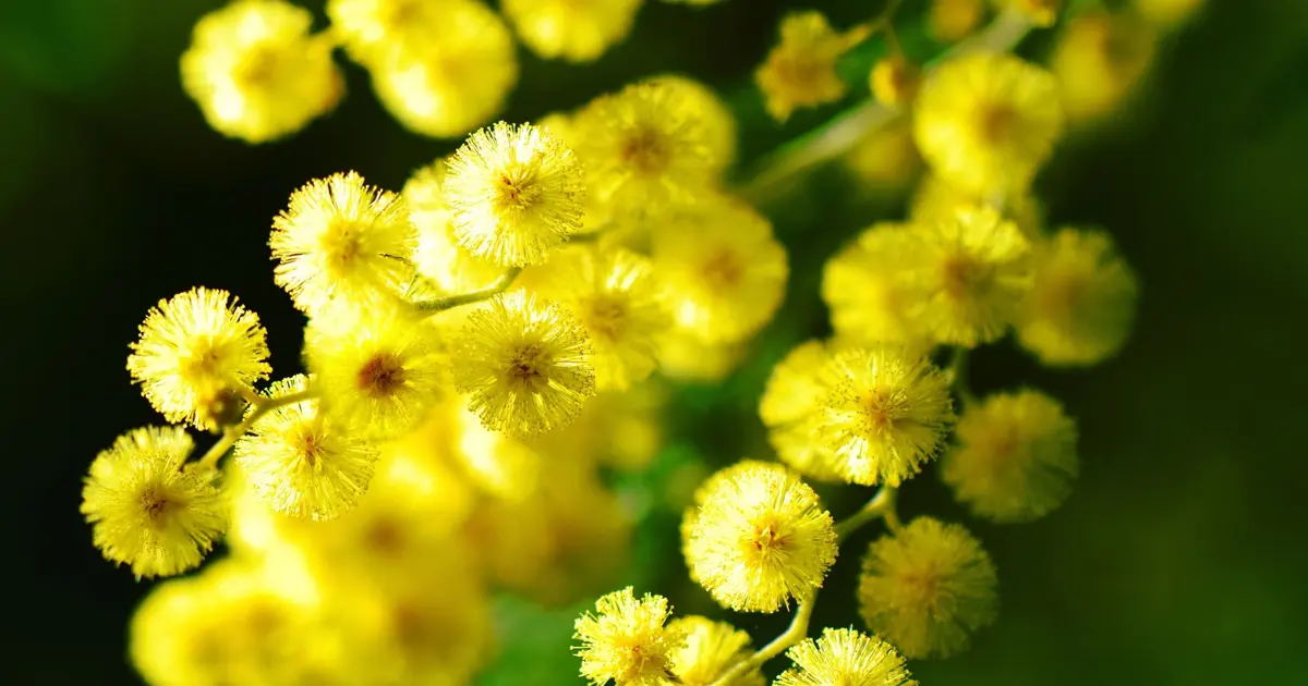 Fête du mimosa à Mandelieu-la-Napoule