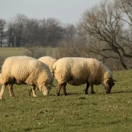 Fête du mouton