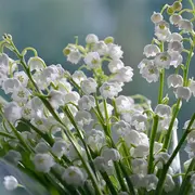 Fête du muguet