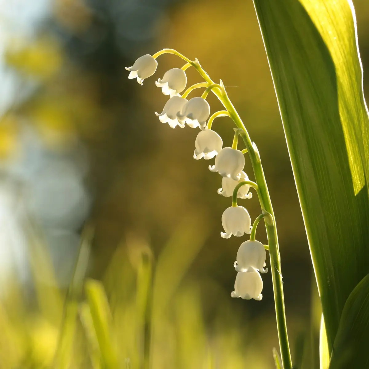 La Fête du Muguet revient à Neuf-Brisach