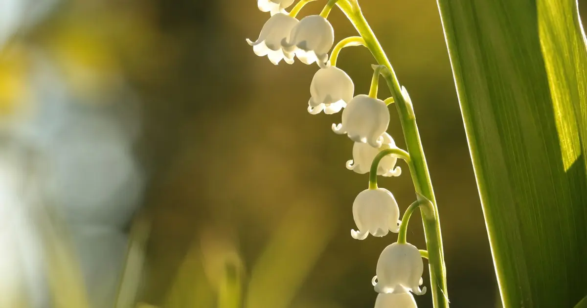 La Fête du Muguet revient à Neuf-Brisach