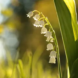Fête du Muguet à Neuf-Brisach 2027