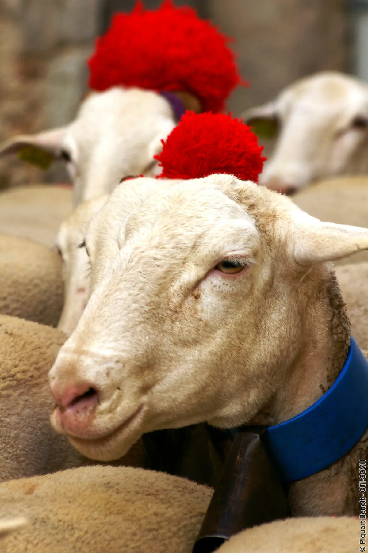 Fête Du Pastoralisme Aux Lavagnes
