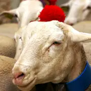 Fête Du Pastoralisme Aux Lavagnes