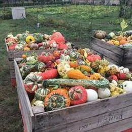 Fête du potimarron