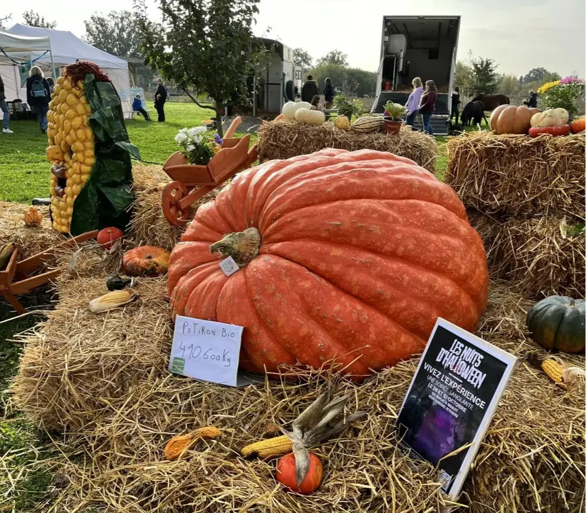 Un impressionnant potiron bio !