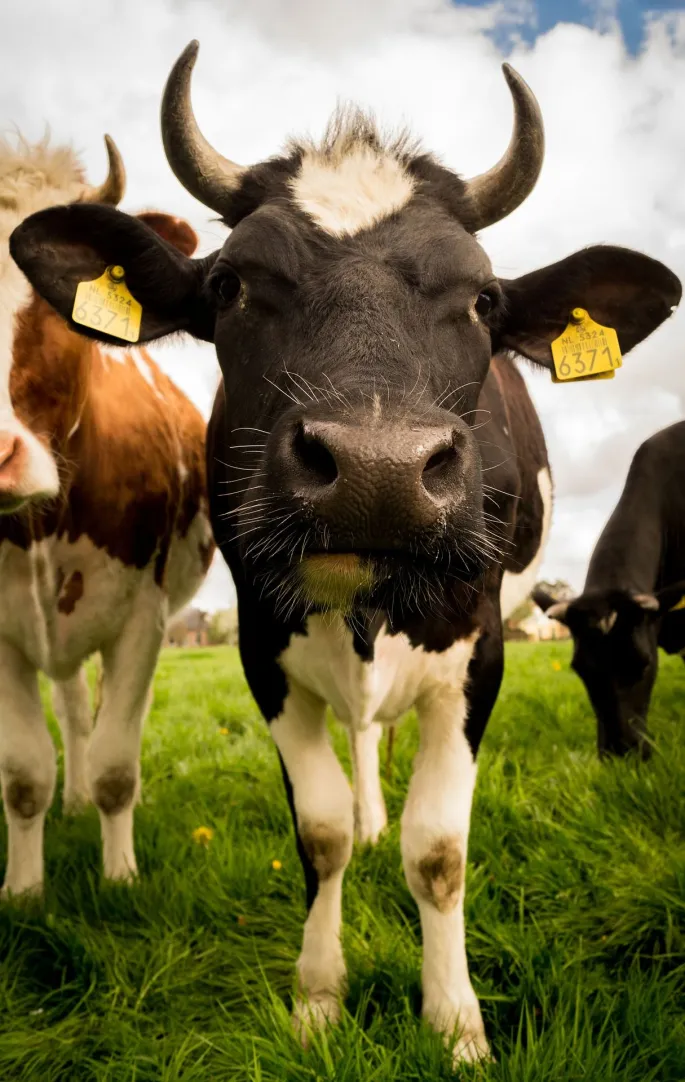 Les vaches et autres animaux de la ferme à l\'honneur à la Fête de l\'élevage de Lunéville