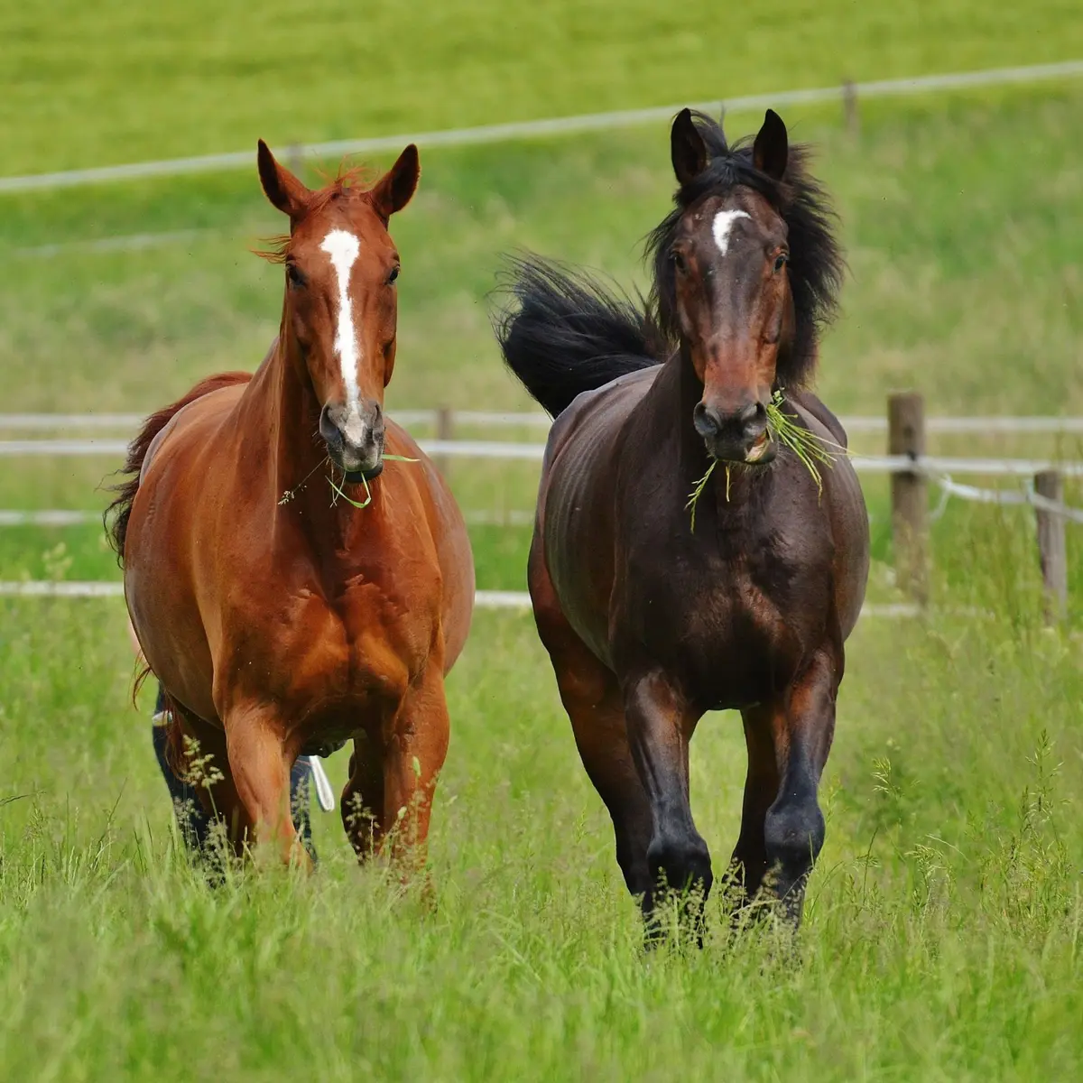 Fêtes de la Bague à Semur-en-Auxois 