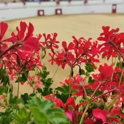 Fêtes de Vielle-Tursan