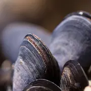 Fêtes des moules