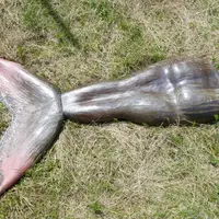 Une oeuvre d'Eden Lefevre (Palme et queue - Argiles colorées mêlées, grès noir, émail 14,5 cm x 84,5 cm x 131 cm, 2018) présentée à la FEW 2025 &copy; Dominique Ackermann