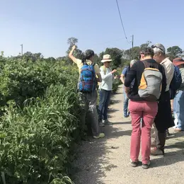 Formation Bases de botanique et plantes sauvages comestibles et utiles