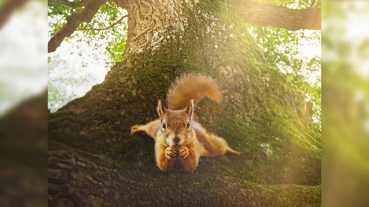 Film documentaire : Le Chêne