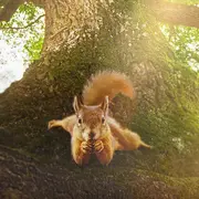 Film documentaire : Le Chêne