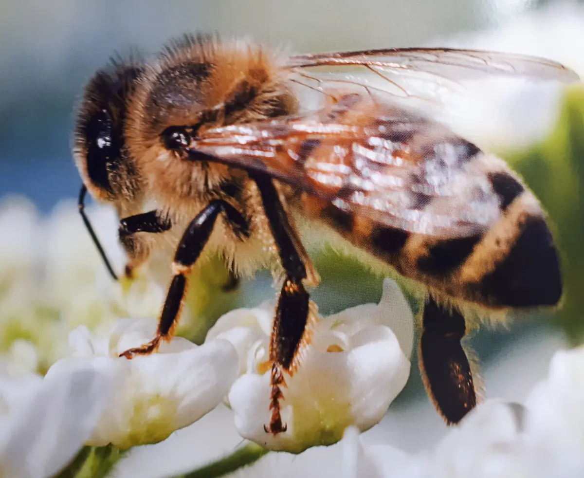 Film histoire d'abeilles  par Image du monde