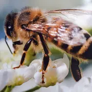 Film histoire d'abeilles  par Image du monde
