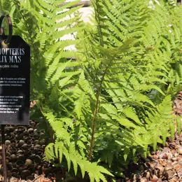 Flânerie - Remèdes et plantes du Moyen Age